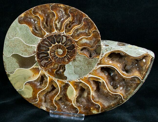 Beautiful Split Ammonite (Half) #6884